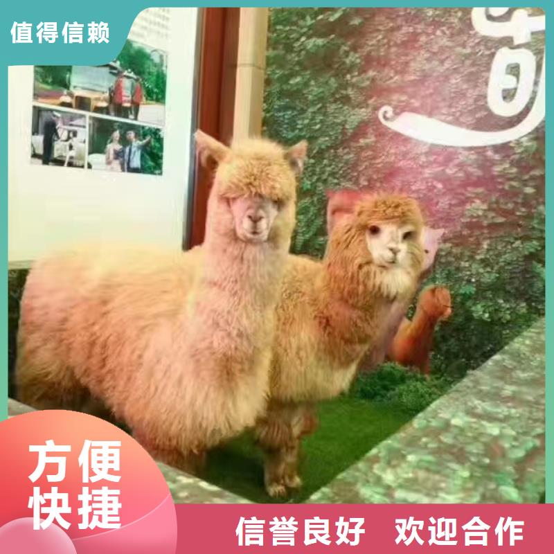 【马戏团/羊驼-羊驼出租正规团队】