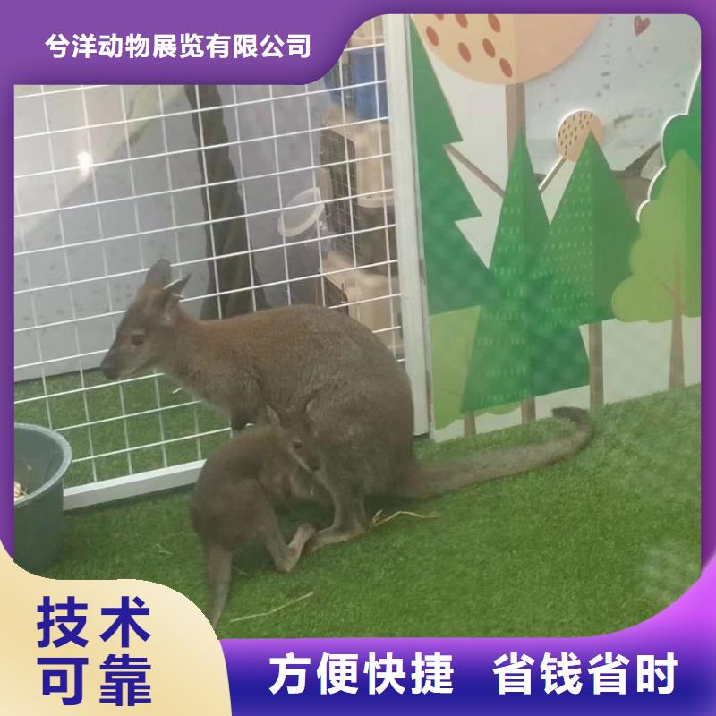 马戏团/羊驼-萌宠动物展出租案例丰富