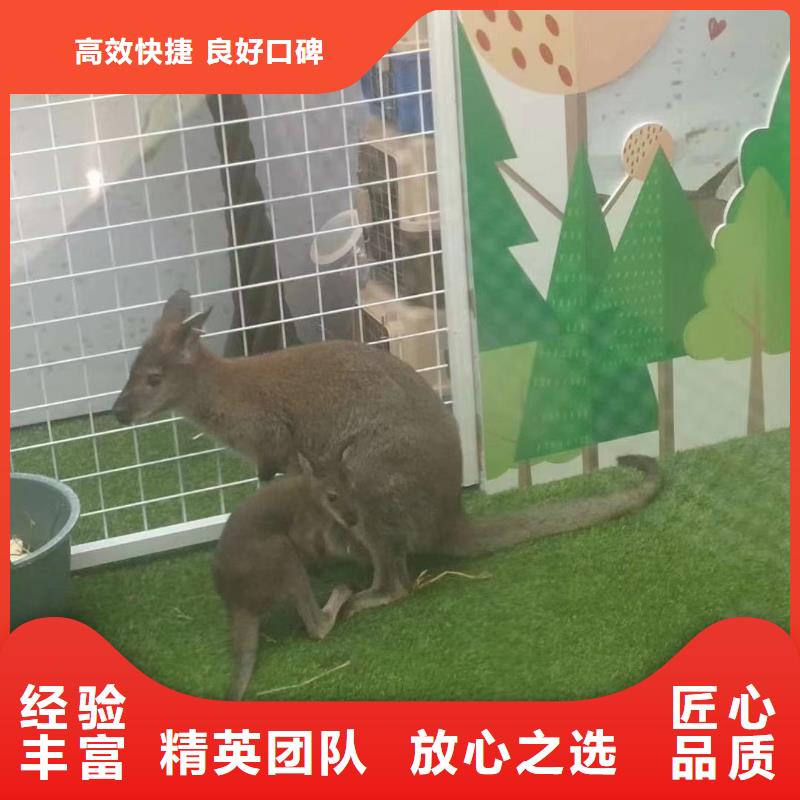 马戏团/羊驼,死轮表演欢迎询价