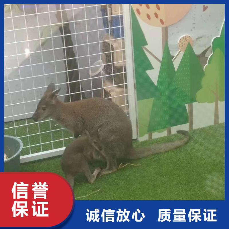 杂技表演租赁实力厂商