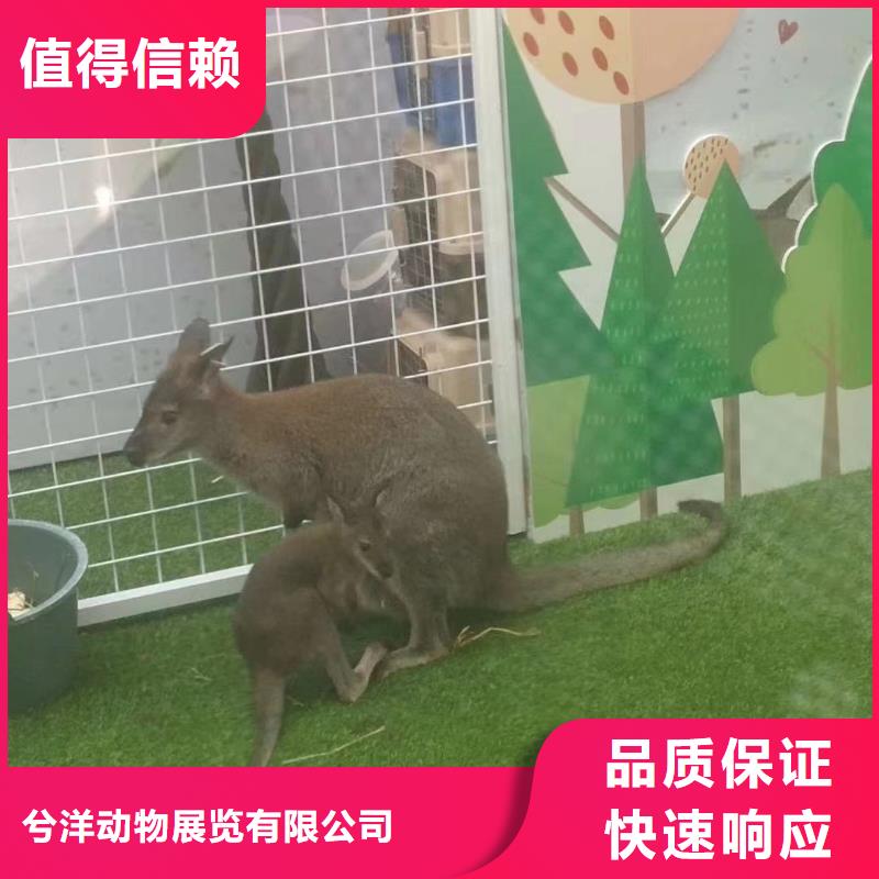 萌宠展租赁免费资源