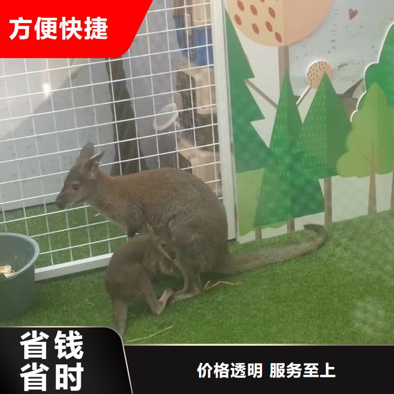 哪有出租动物展的正规公司