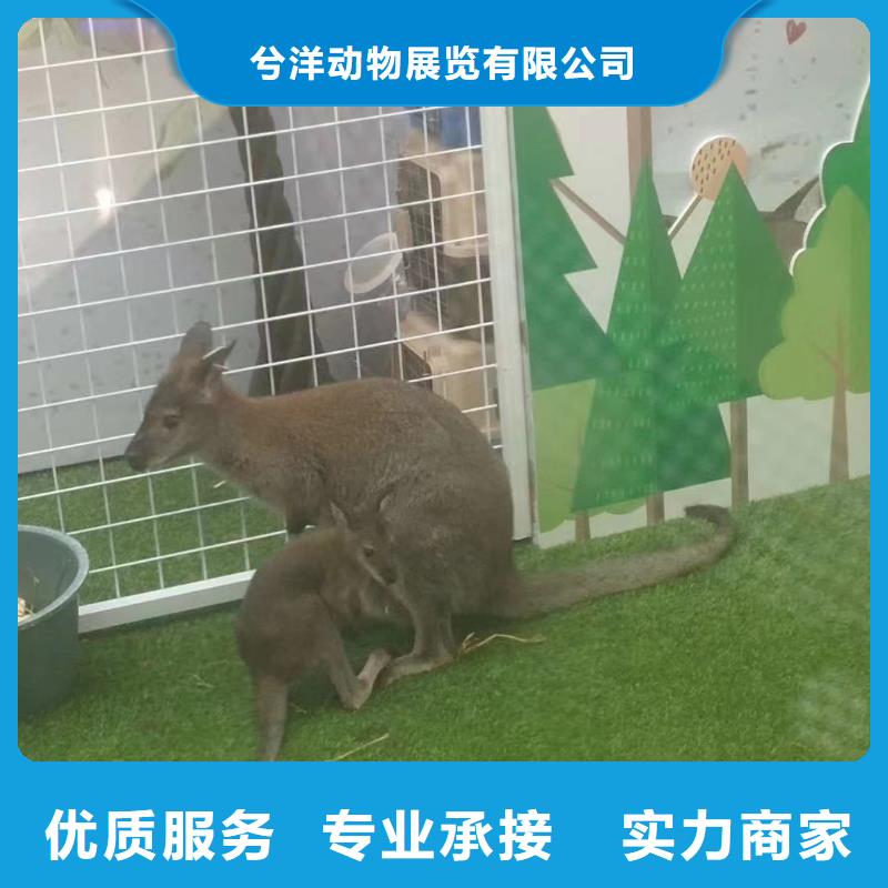 马戏团/羊驼美人鱼表演值得信赖