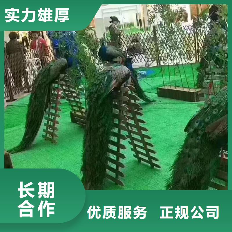 马戏团/羊驼_观赏性羊驼租赁2025公司