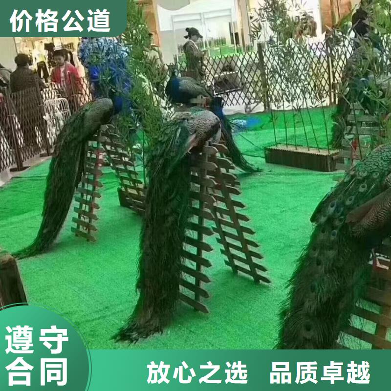 供应批发羊驼租赁-好评