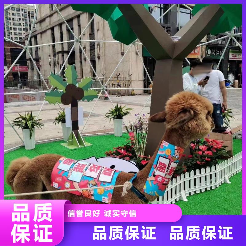 动物表演租赁货源充足
