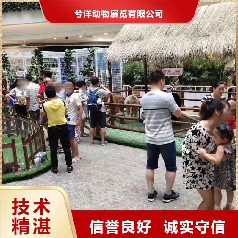 环球飞车表演租赁