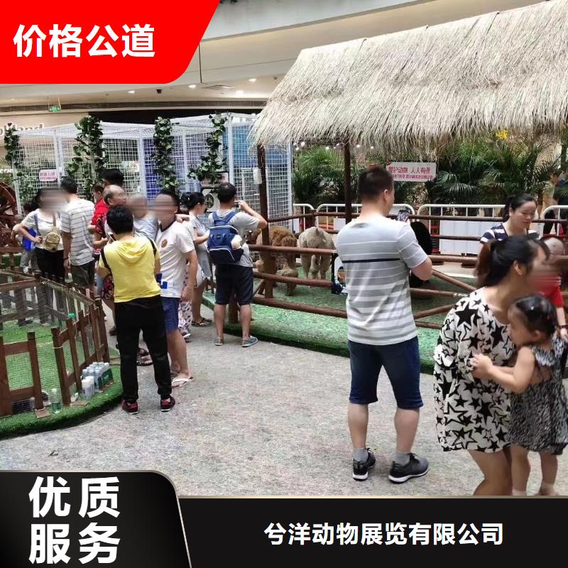 哪有出租动物的附近