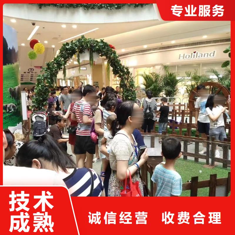 哪里有羊驼租赁的活动方案