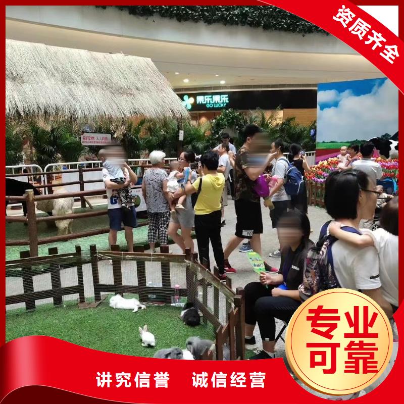 马戏团/羊驼马戏团表演解决方案
