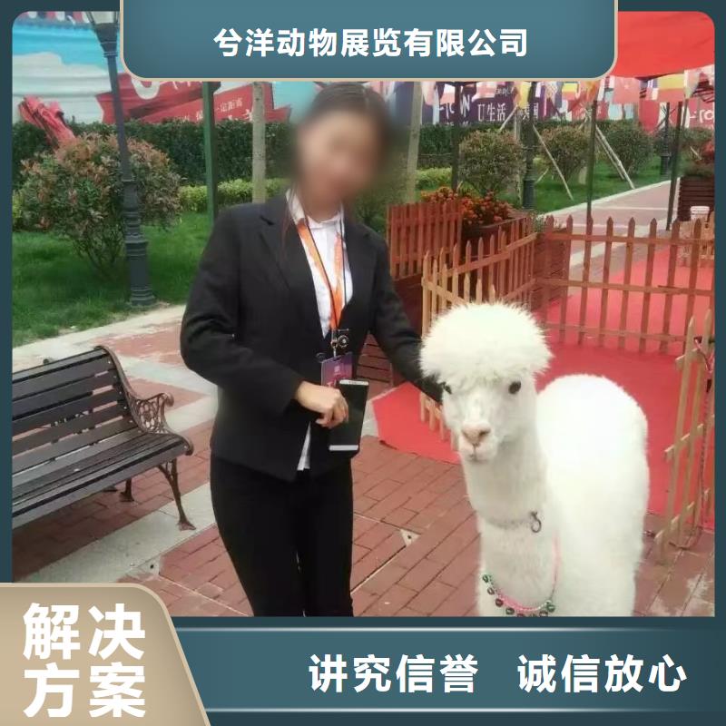 羊驼租赁活跃气氛