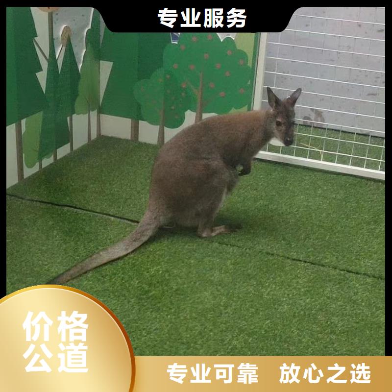 马戏团/羊驼_羊驼出租欢迎询价