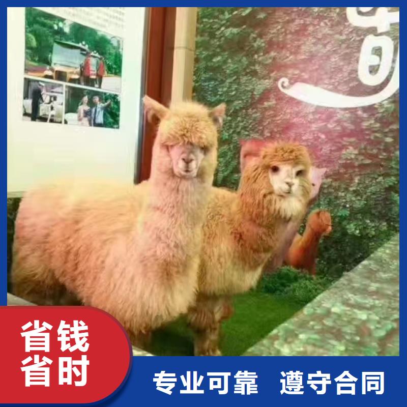 马戏团/羊驼_观赏性羊驼租赁2025公司