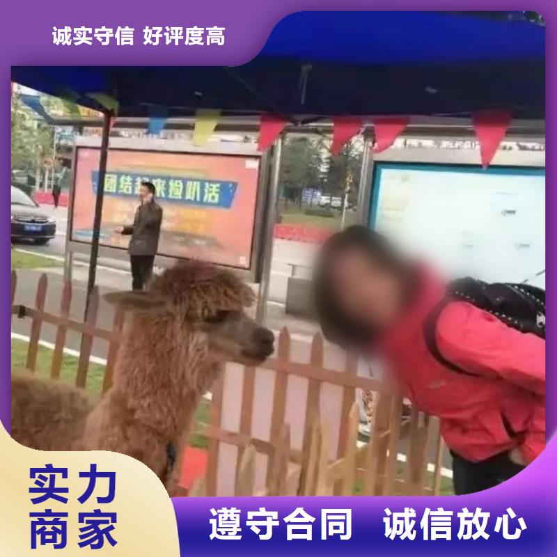 马戏团/羊驼,出租表演海狮品质卓越