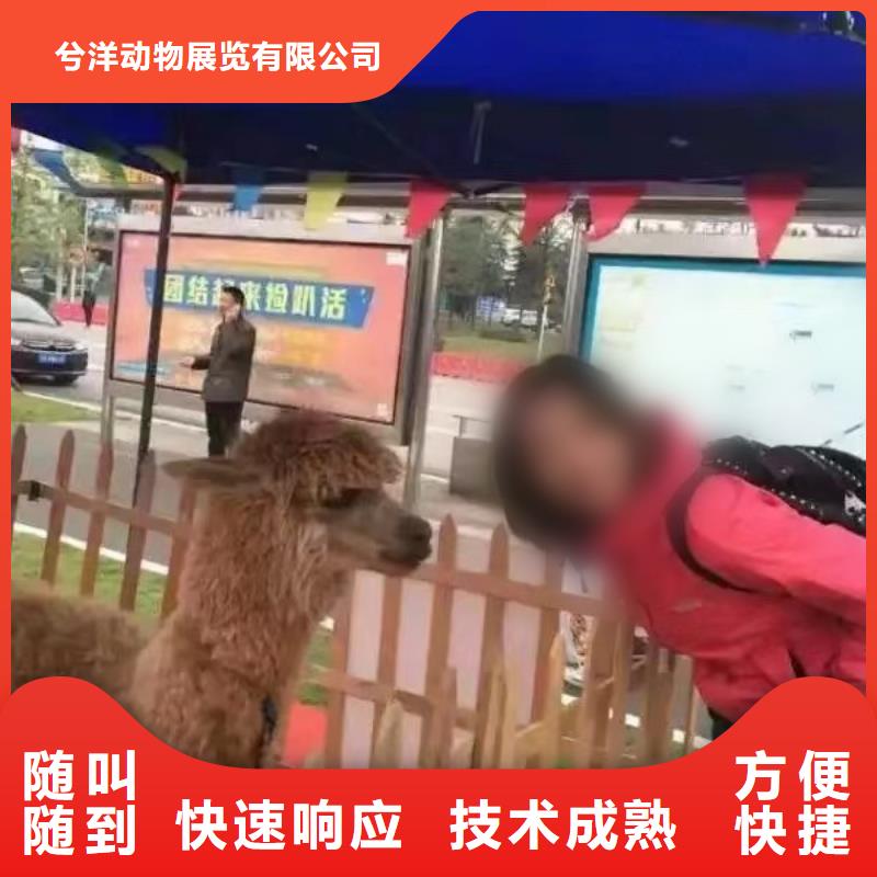 哪里有出租羊驼的