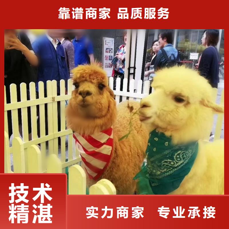 马戏团/羊驼【海狮杂技表演】一站式服务