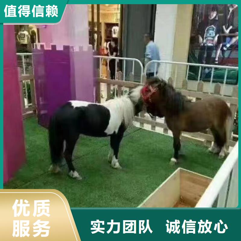 马戏团/羊驼商场马戏表演出租专业团队