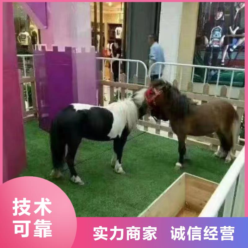 【马戏团/羊驼】_羊驼出租实力强有保证