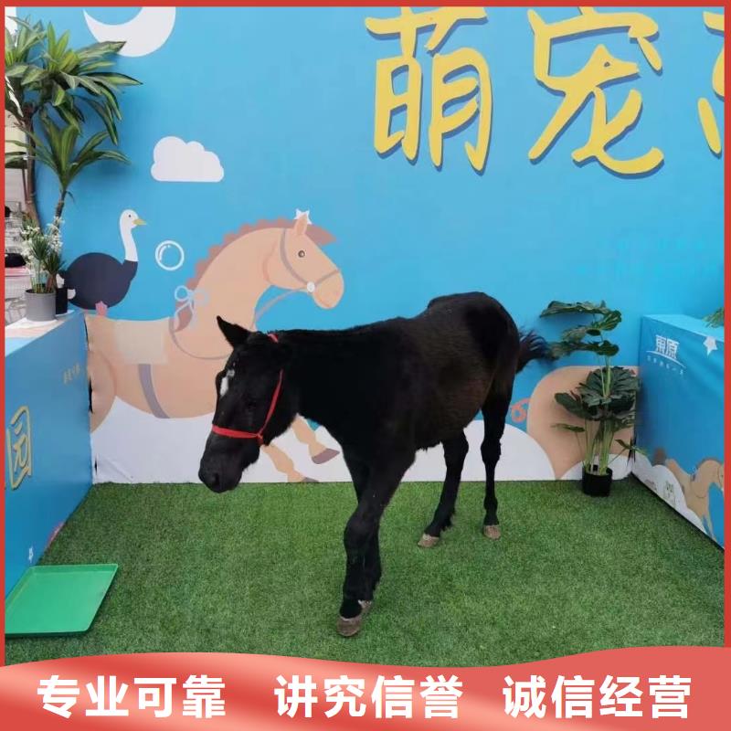 租赁羊驼丰富多彩