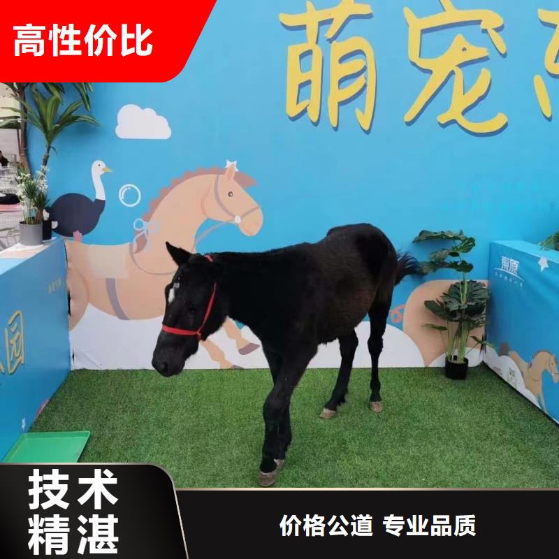 马戏团/羊驼 【企鹅表演出租】价格公道