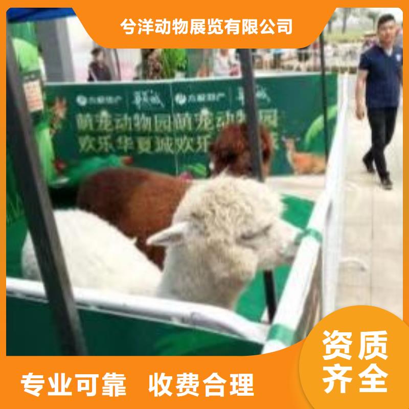 马戏团/羊驼草泥马羊驼租赁