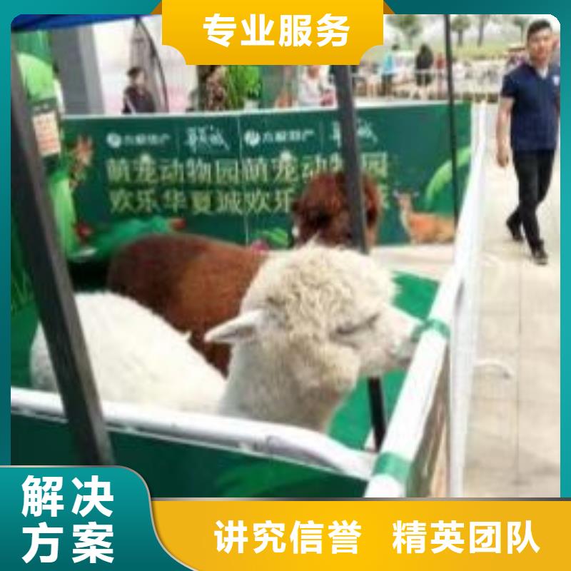 马戏团/羊驼,死轮表演欢迎询价