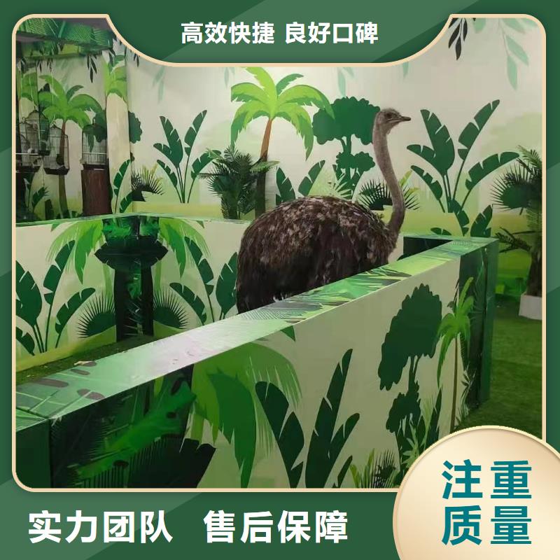马戏团/羊驼动物表演租赁团队