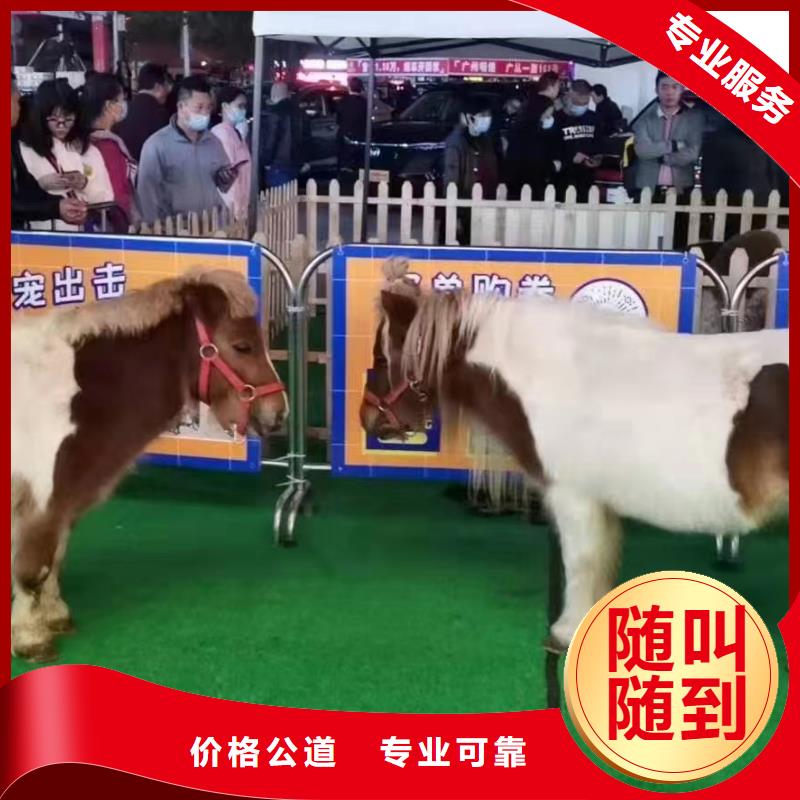 萌宠动物展