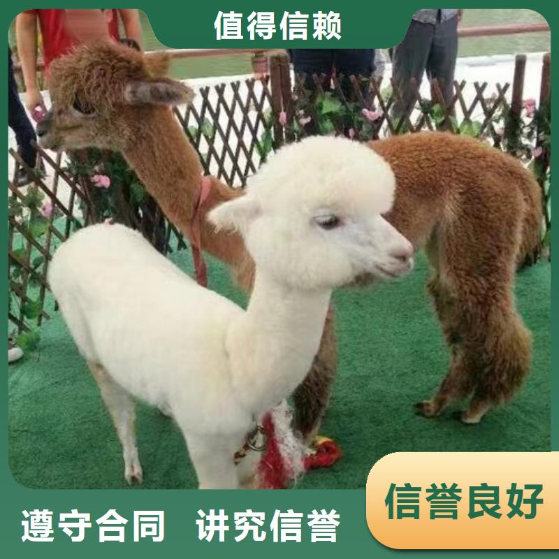 马戏团/羊驼【【出租企鹅表演】】专业承接