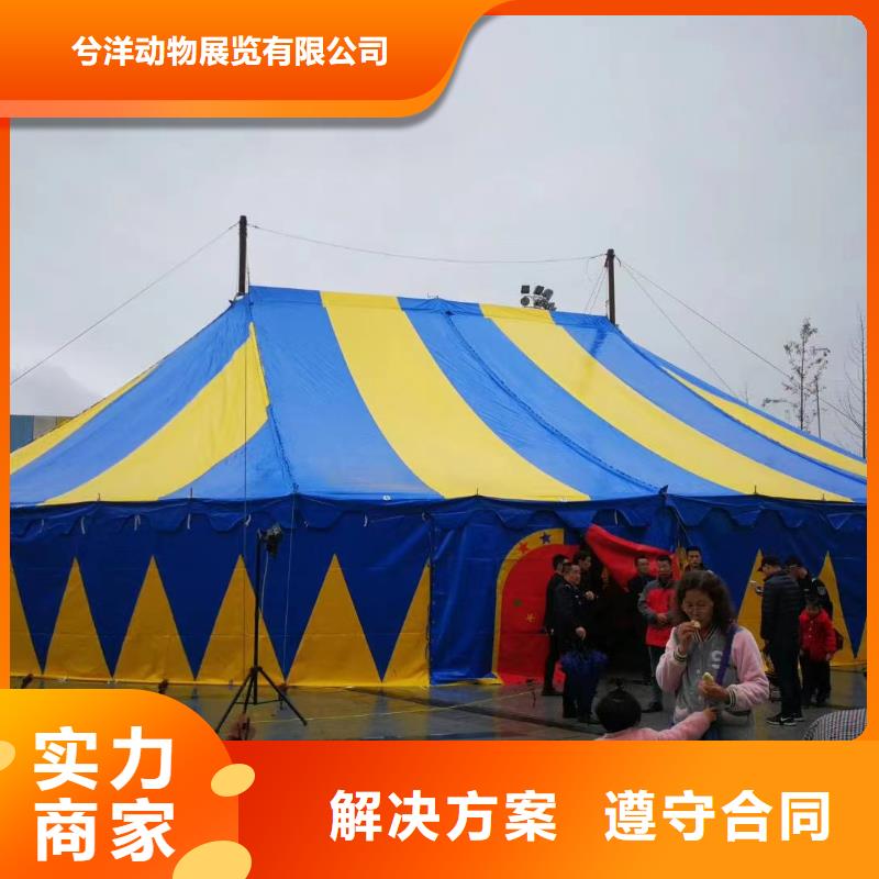 哪里有租赁羊驼的商家优选