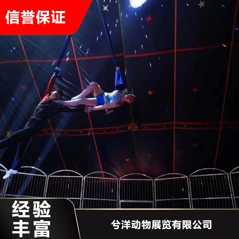 马戏团/羊驼商场马戏表演出租专业团队