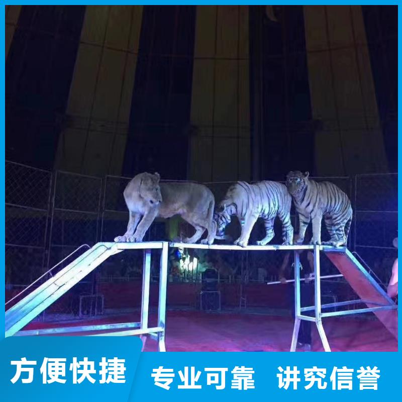 羊驼出售活动庆典