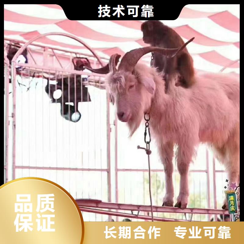 杂技表演租赁实力厂商