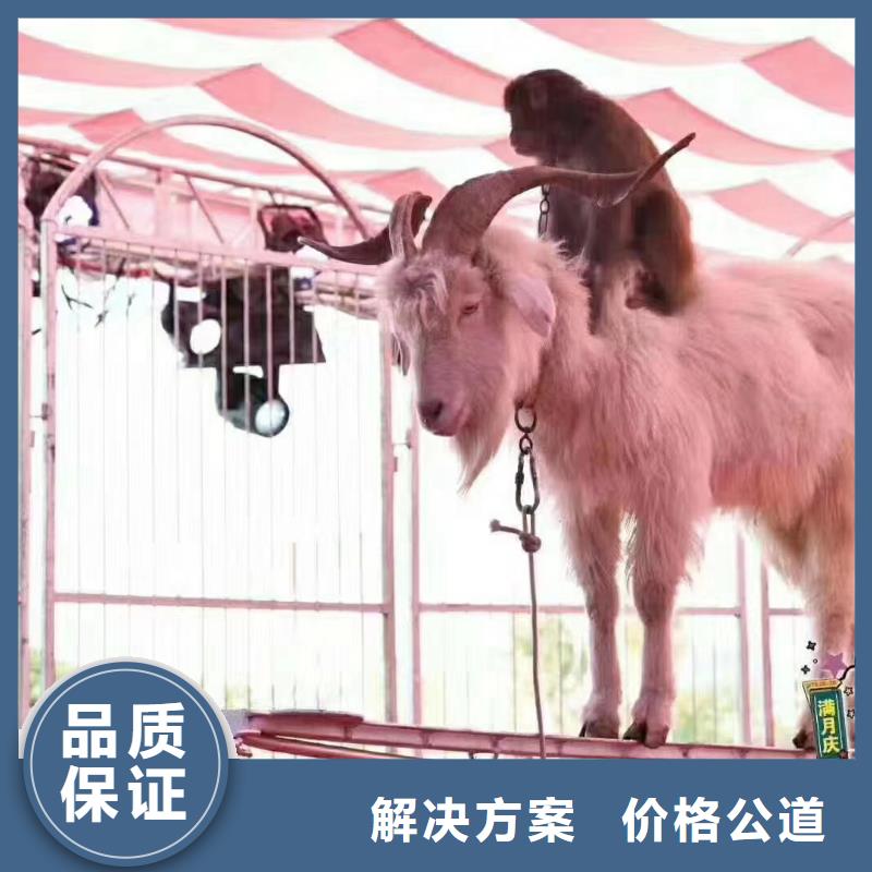 马戏团/羊驼【美人鱼表演】承接