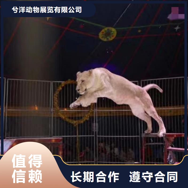 马戏团/羊驼【【出租企鹅表演】】专业承接