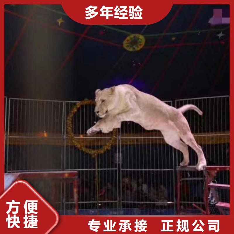 马戏团/羊驼【动物展览秀】精英团队