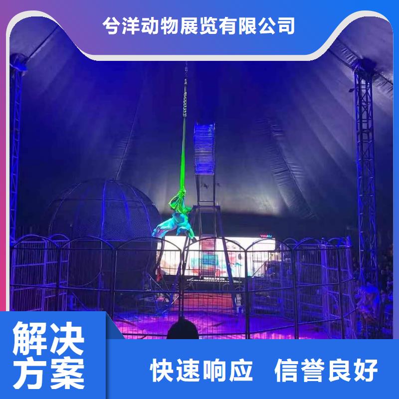 马戏团/羊驼 企鹅出租承接