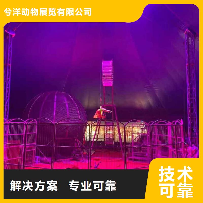 【马戏团/羊驼】马戏团表演出租租赁随叫随到