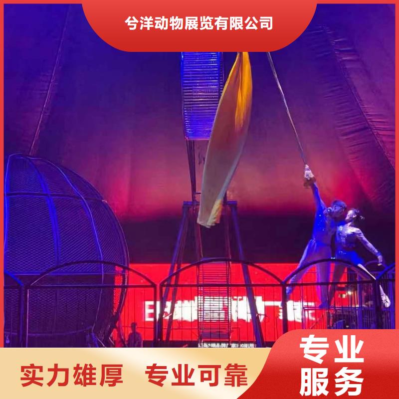 马戏团表演出租活动庆典