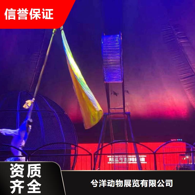 马戏团/羊驼-出租企鹅值得信赖