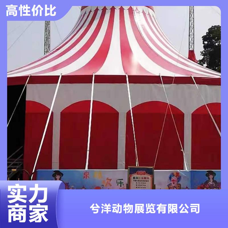环球飞车表演出租活动庆典