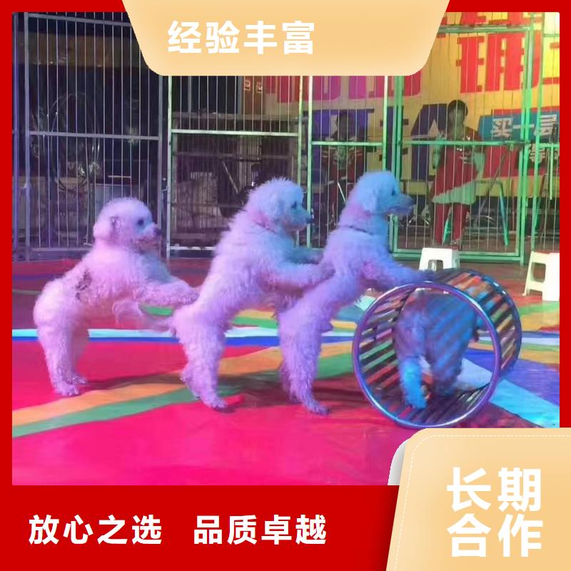 马戏团/羊驼-萌宠动物展出租案例丰富