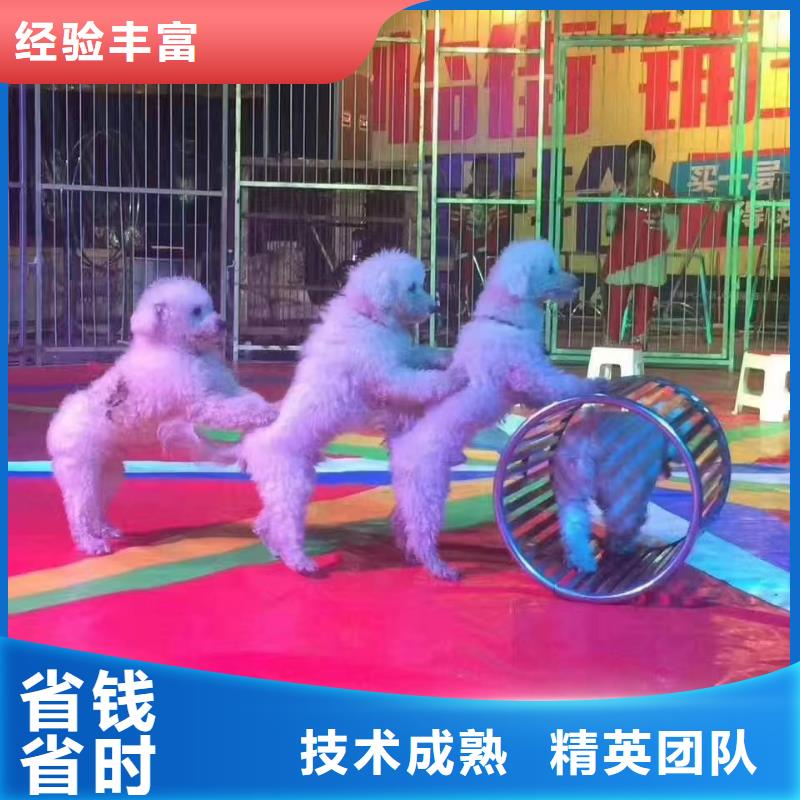 租赁羊驼丰富多彩