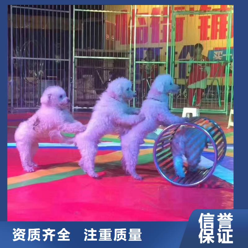 【马戏团/羊驼】海狮表演租赁收费合理