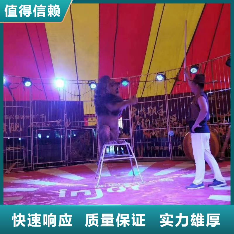 马戏团/羊驼美人鱼表演值得信赖