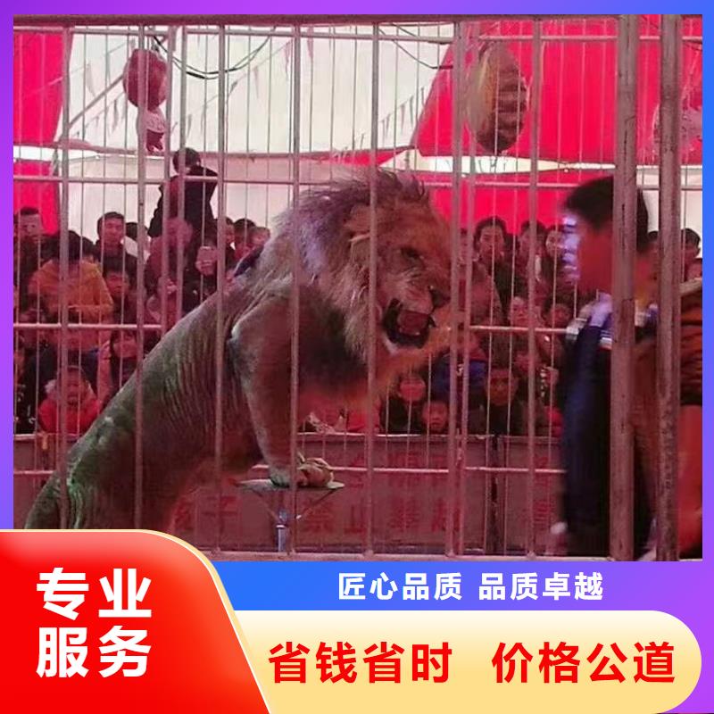马戏团/羊驼出租表演鹦鹉公司