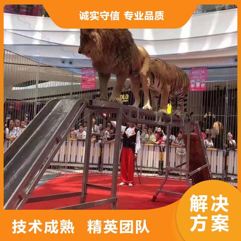【马戏团/羊驼】马戏团表演出租租赁随叫随到