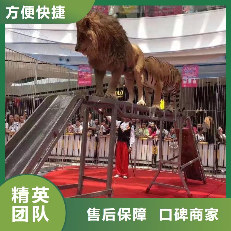 马戏团/羊驼马戏团表演出租租赁从业经验丰富