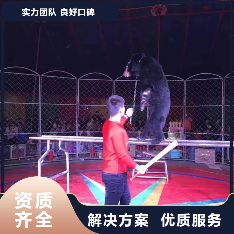 马戏团/羊驼杂技表演一站搞定