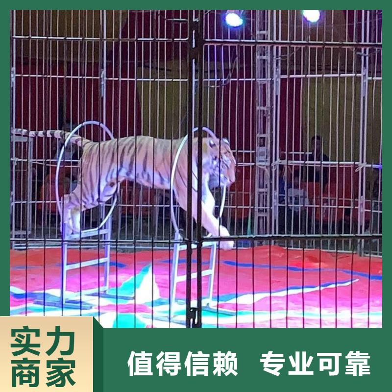 羊驼出售活动庆典